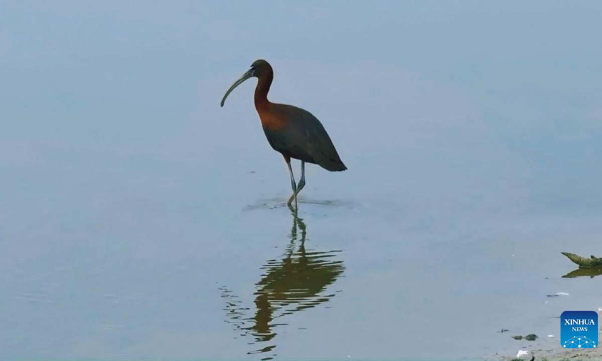 This photo taken on Aug. 6, 2025 shows a glossy ibis at Hengshui Lake National Nature Reserve in Hengshui, north China's Hebei Province. (The resource protection bureau of Binhu New District/Handout via Xinhua)