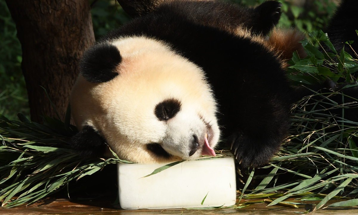 A giant panda lies on ice bricks to enjoy the coolness at Chongqing Zoo in Southwest China's Chongqing Municipality, on August 5, 2025.