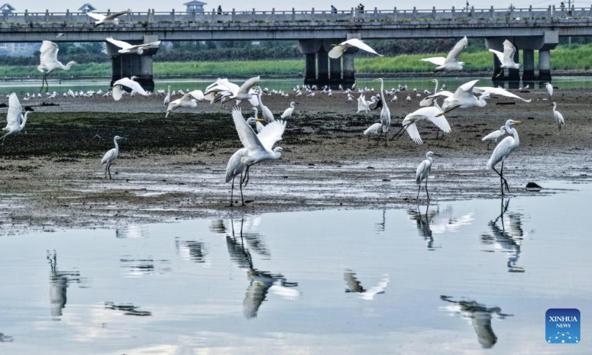 Yellow-billed egrets and herons rest and forage at the waters of a wetland in Rongcheng City, east China's Shandong Province, on Aug. 11, 2025. (Photo by Li Xinjun/Xinhua)