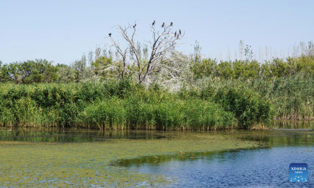 Cormorants rest on branches at the Manas national wetland park in Manas County, Changji Hui Autonomous Prefecture, northwest China's Xinjiang Uygur Autonomous Region, Aug. 10, 2025. In Xinjiang, new wetlands such as the Manas national wetland park and the Lalikun wetland nature reserve have emerged near the border of Gurbantunggut Desert and Taklimakan Desert, acting as important ecological shelters for migrant birds and safeguarding the biodiversity and oases in the region. (Xinhua/Zhou Jiayi)