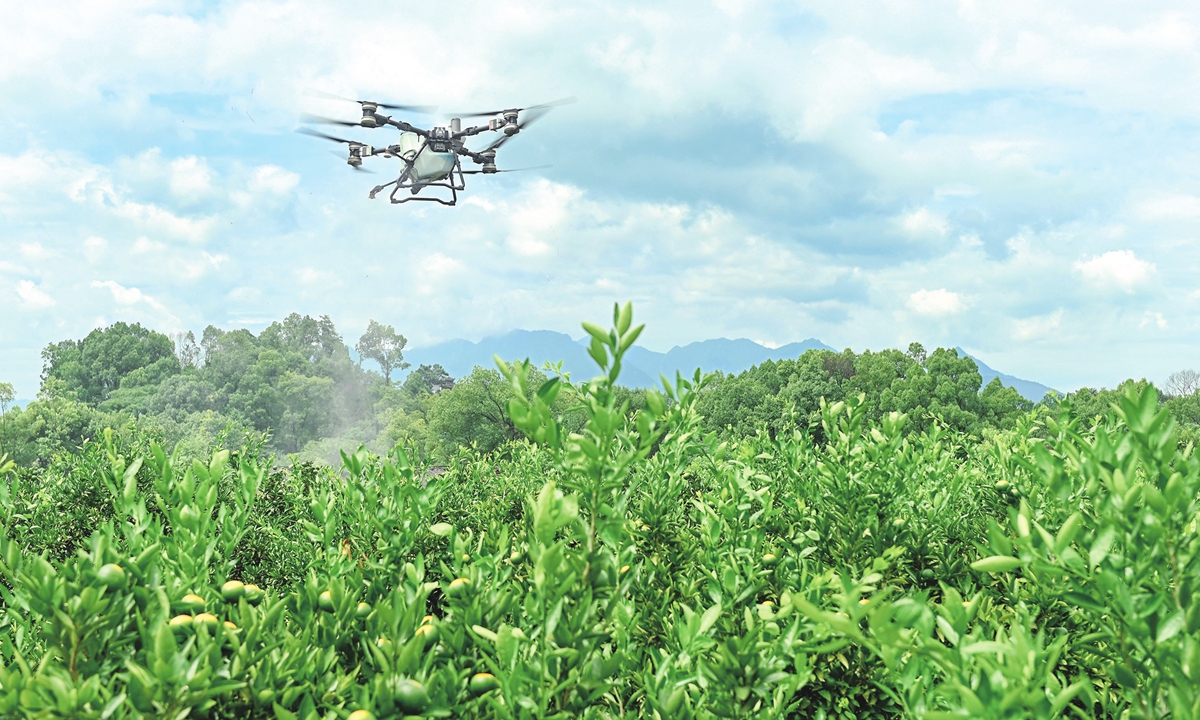 An agriculture drone conducts fertilization task at an orange farm in Shaoyang, Central China's Hunan Province, on August 10, 2025. China's drone market surpassed 200 billion yuan ($27.85 billion) in 2024. By 2030, the market size is projected to exceed 1 trillion yuan, according to industry data. Photo: VCG