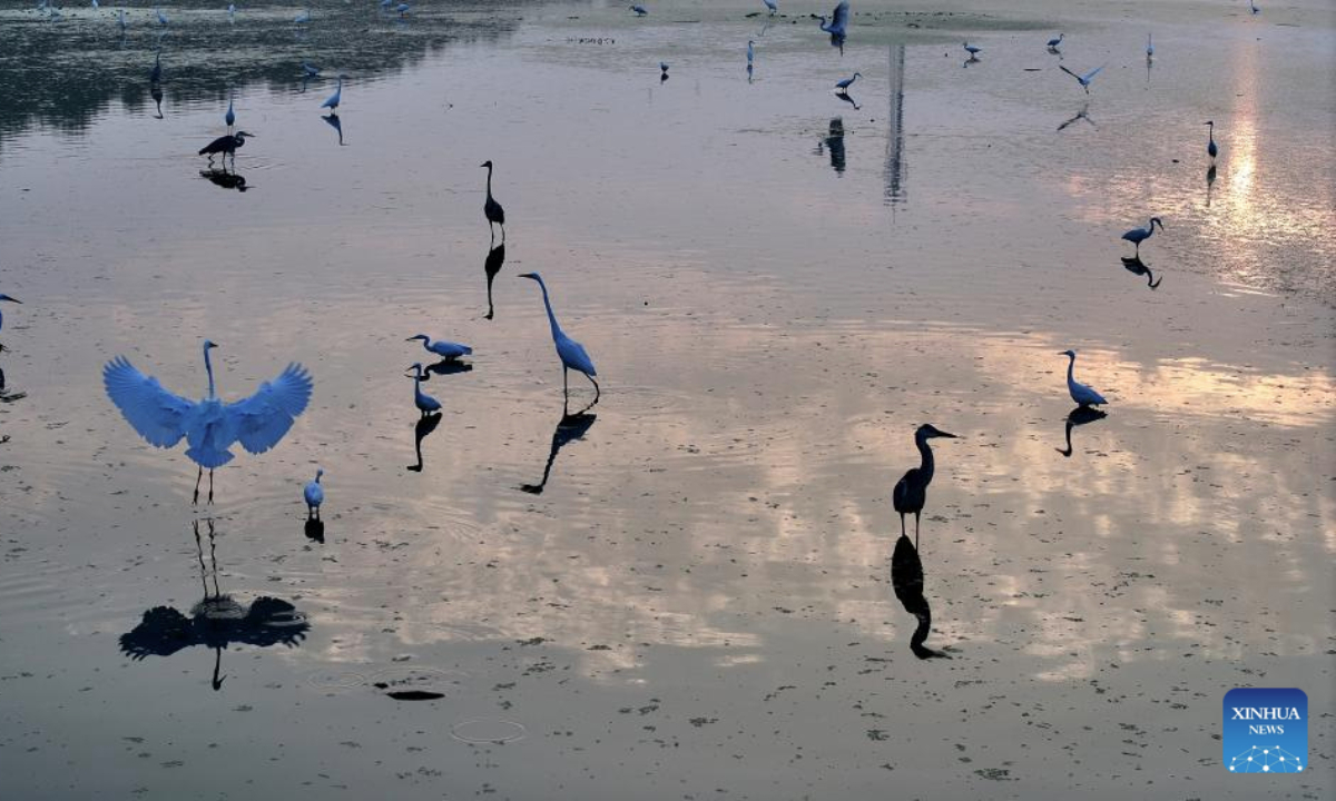 A drone photo taken on Aug. 7, 2025 shows white egrets foraging at a wetland in Gaomi City, east China's Shandong. (Photo by Li Haitao/Xinhua)