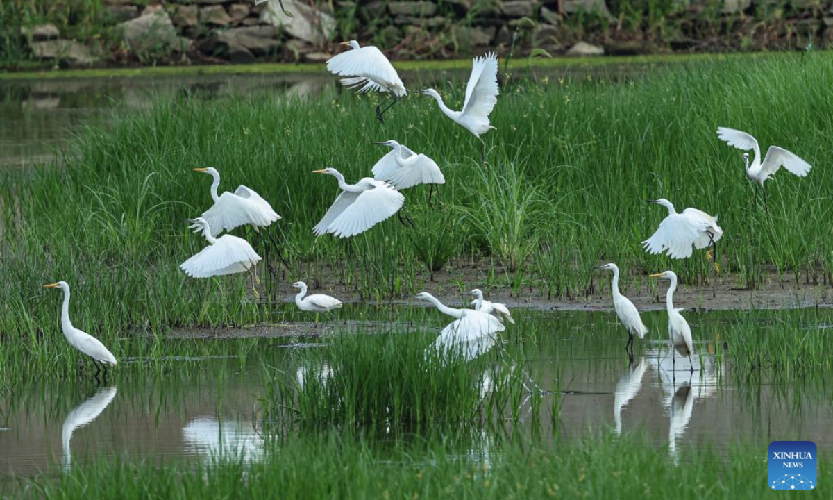 Yellow-billed egrets and herons rest and forage at the waters of a wetland in Rongcheng City, east China's Shandong Province, on Aug. 11, 2025. (Photo by Li Xinjun/Xinhua)