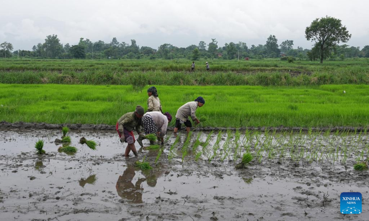 Workers transplant experimental seedlings of hybrid rice varieties at the Nepal South Agricultural Science and Technology Park in Bharatpur, Nepal, Aug. 11, 2025. Experimental seedlings of hybrid rice varieties were transplanted into Nepal South Agricultural Science and Technology Park on Monday, as part of efforts to help the South Asian country achieve food self-sufficiency. (Xinhua)