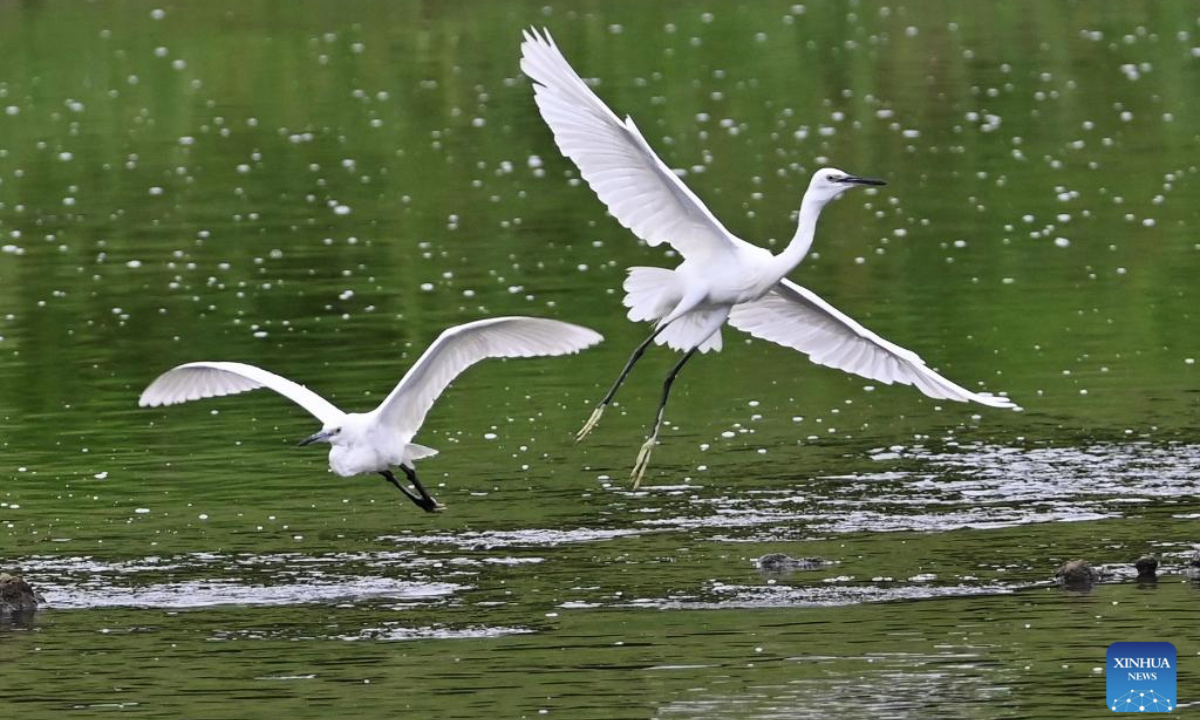 Egrets are pictured flying over a river in Tengzhou City, east China's Shandong Province, on Aug. 10, 2025. (Photo by Li Zhijun/Xinhua)