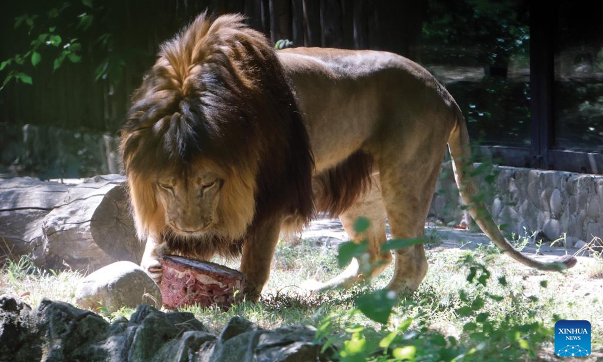 A lion enjoys its birthday cake during an event marking the World Lion Day at Bucharest Zoo in Bucharest, Romania, Aug. 9, 2025. World Lion Day is observed on Aug. 10 every year to raise people's awareness of lion conservation. (Photo by Cristian Cristel/Xinhua)
