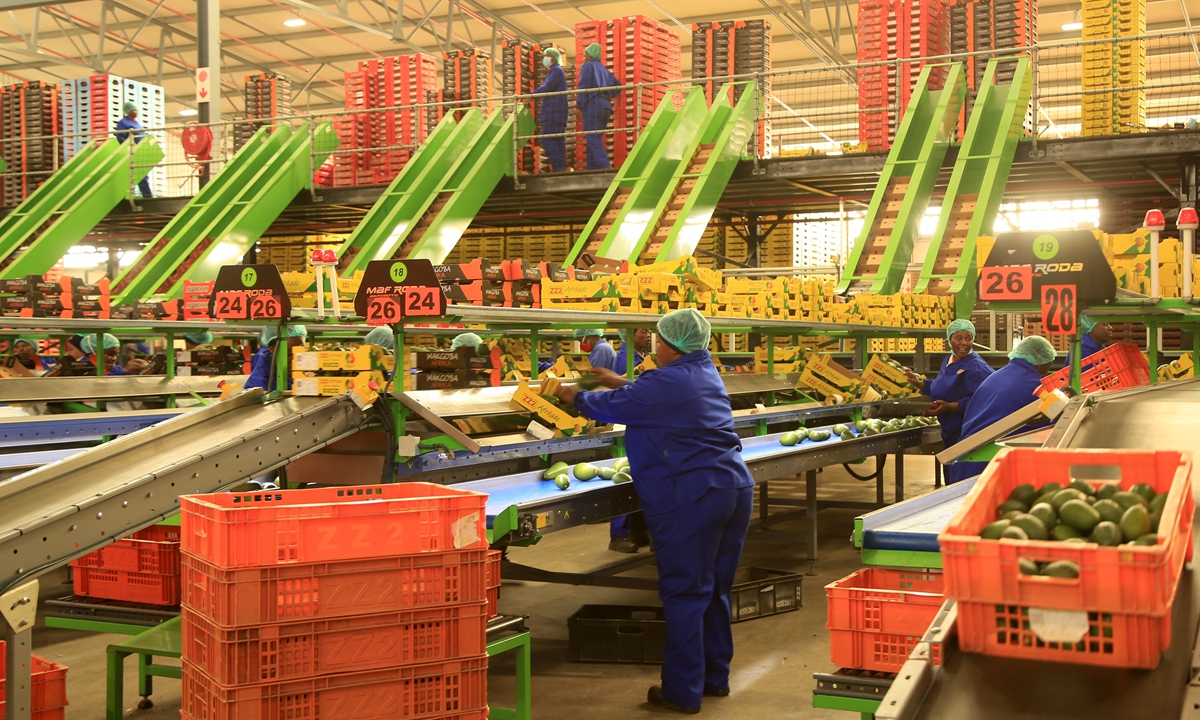 A worker organizes avocado factory in South Africa on June 12, 2025. Photo: VCG