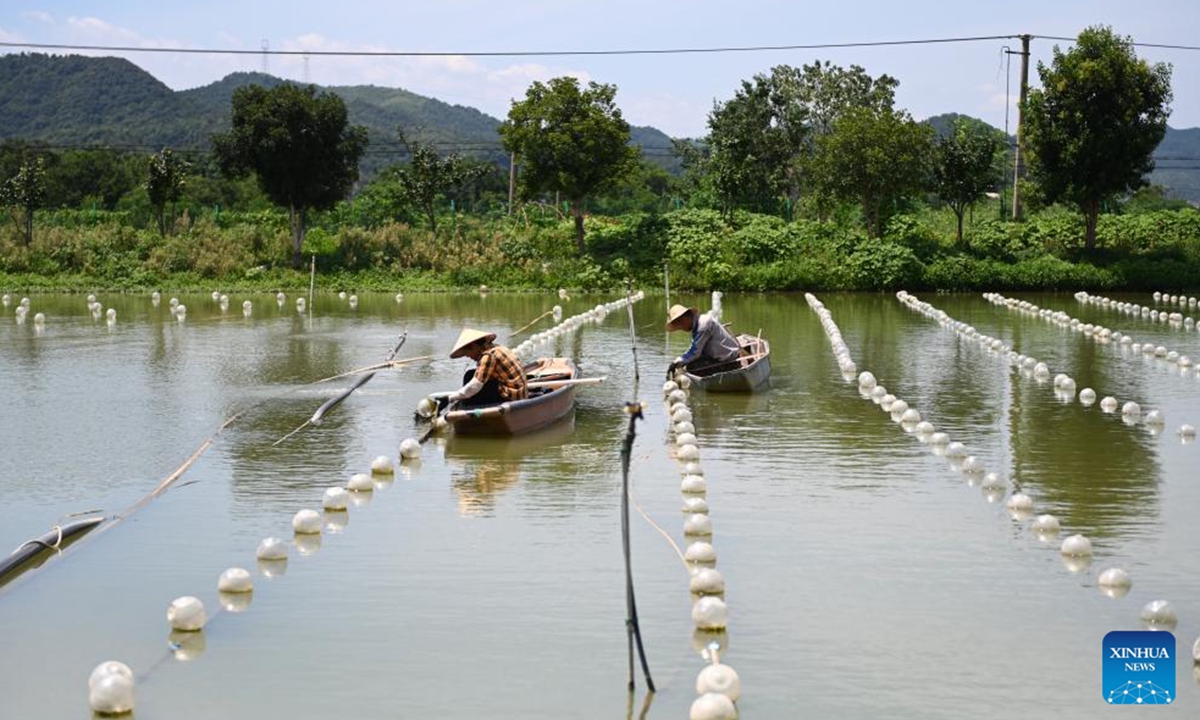 Workers release mussels at a smart pearl farming base in Shanxiahu Town, Zhuji City of east China's Zhejiang Province, Aug. 9, 2025. Shanxiahu Town of Zhejiang Province is renowned for its pearl industry that ranges from pearl farming, processing, trading to cultural tourism. (Xinhua/Mao Zhu)