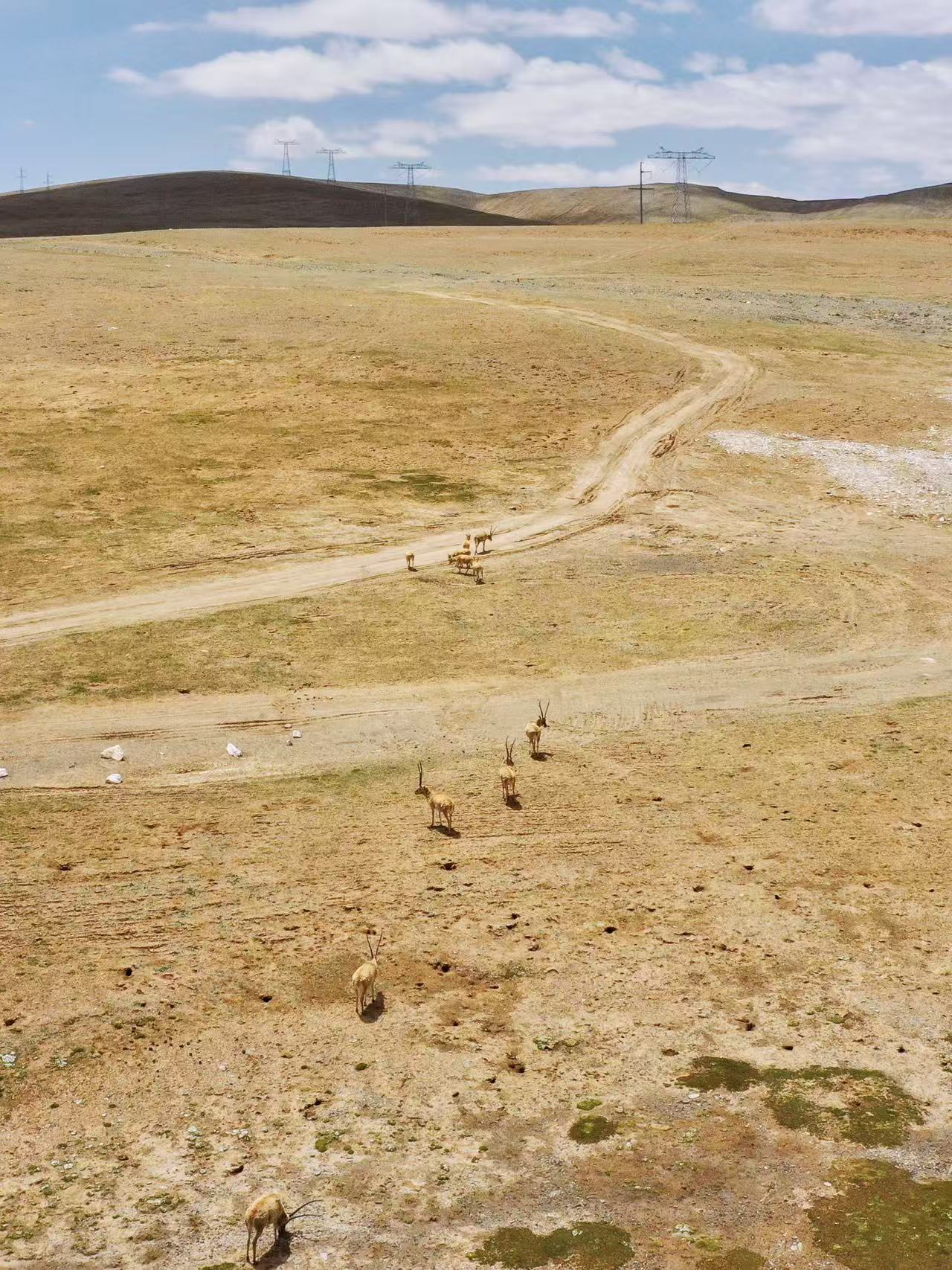 Tibetan antelopes in Hoh Xil, northwest China's Qinghai Province. (People's Daily Online/Huangfu Wanli) 