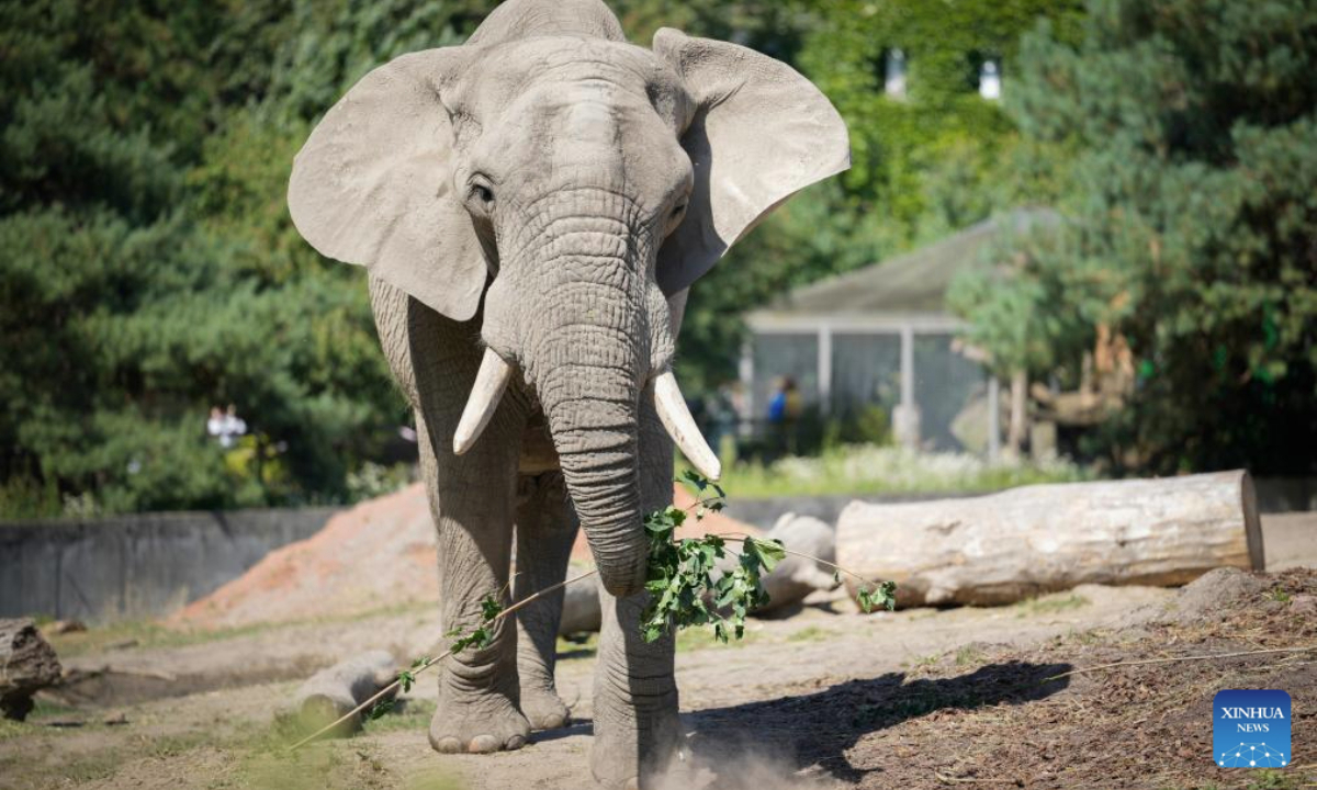 An elephant eats at the Warsaw Zoo in Warsaw, Poland on Aug. 12, 2025. The zoo's elephant house held special activities on Tuesday to mark the World Elephant Day. (Photo by Jaap Arriens/Xinhua)
