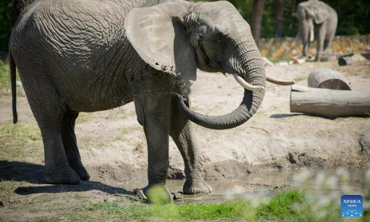 Elephants are pictured at the Warsaw Zoo in Warsaw, Poland on Aug. 12, 2025. The zoo's elephant house held special activities on Tuesday to mark the World Elephant Day. (Photo by Jaap Arriens/Xinhua)