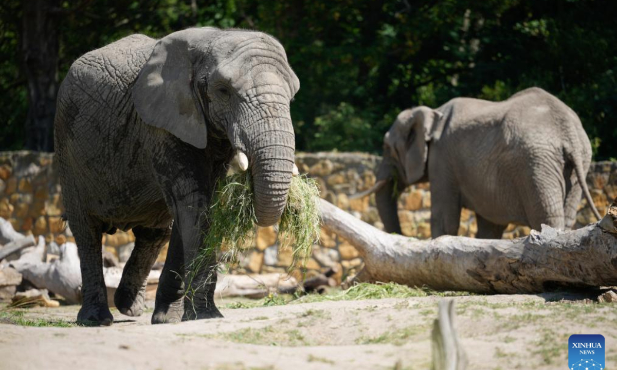 Elephants are pictured at the Warsaw Zoo in Warsaw, Poland on Aug. 12, 2025. The zoo's elephant house held special activities on Tuesday to mark the World Elephant Day. (Photo by Jaap Arriens/Xinhua)