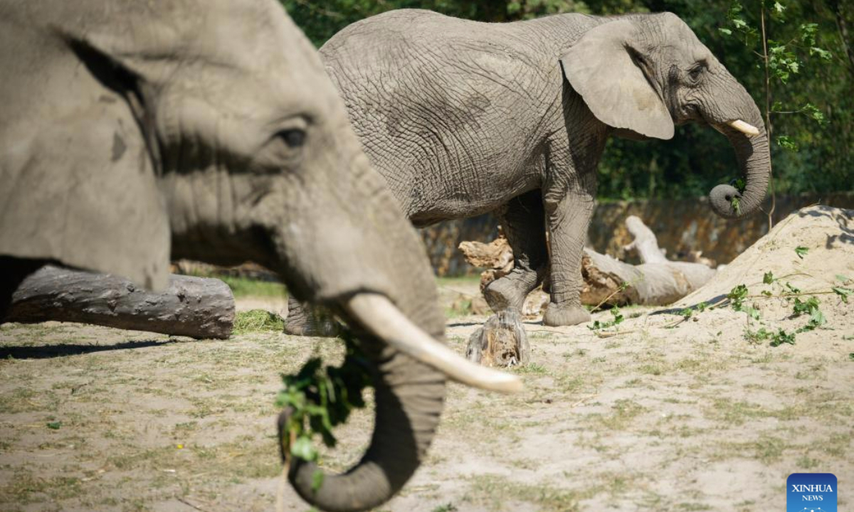 Elephants eat at the Warsaw Zoo in Warsaw, Poland on Aug. 12, 2025. The zoo's elephant house held special activities on Tuesday to mark the World Elephant Day. (Photo by Jaap Arriens/Xinhua)