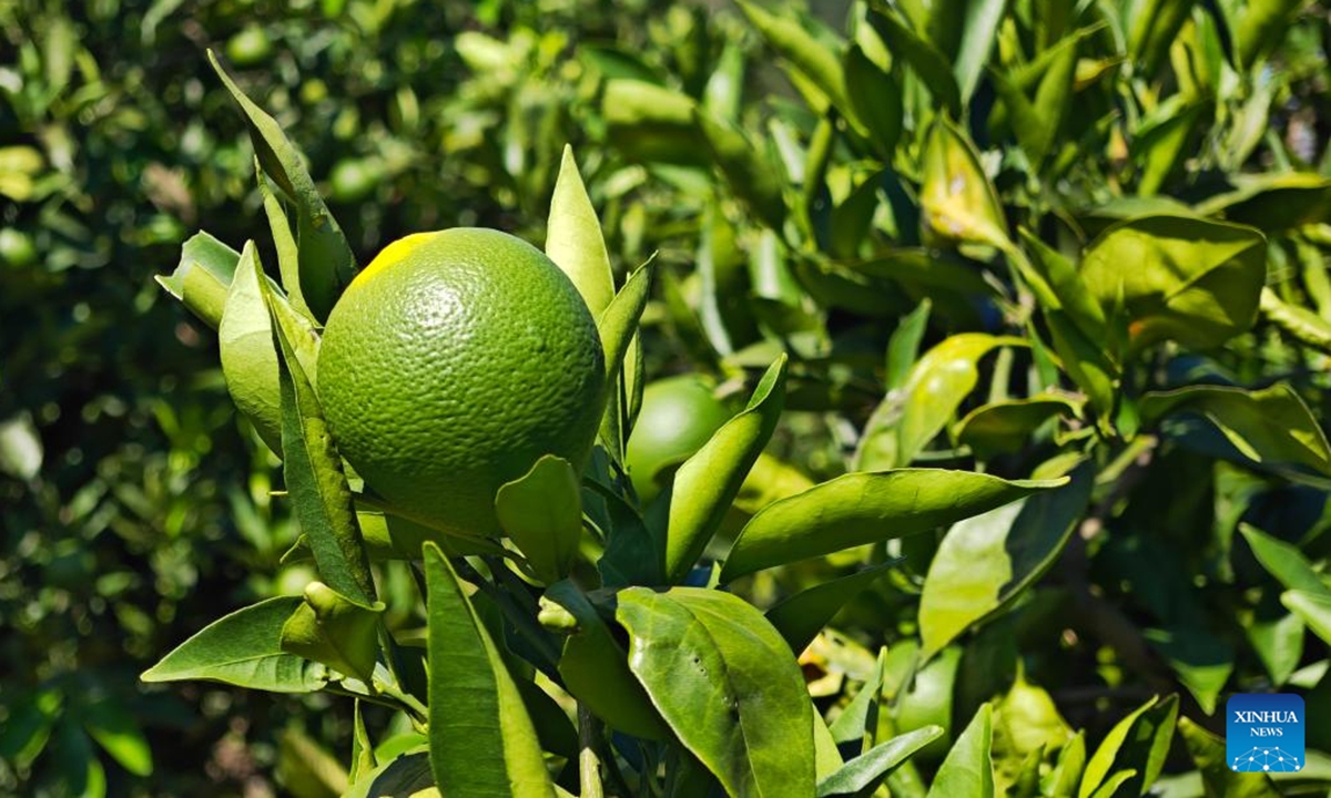 This photo taken on Aug. 13, 2025 shows navel oranges in an orchard on the bank of the Yangtze River in Daba Village of Fengjie County, southwest China's Chongqing Municipality. (Xinhua/Jiang Shengxiong)