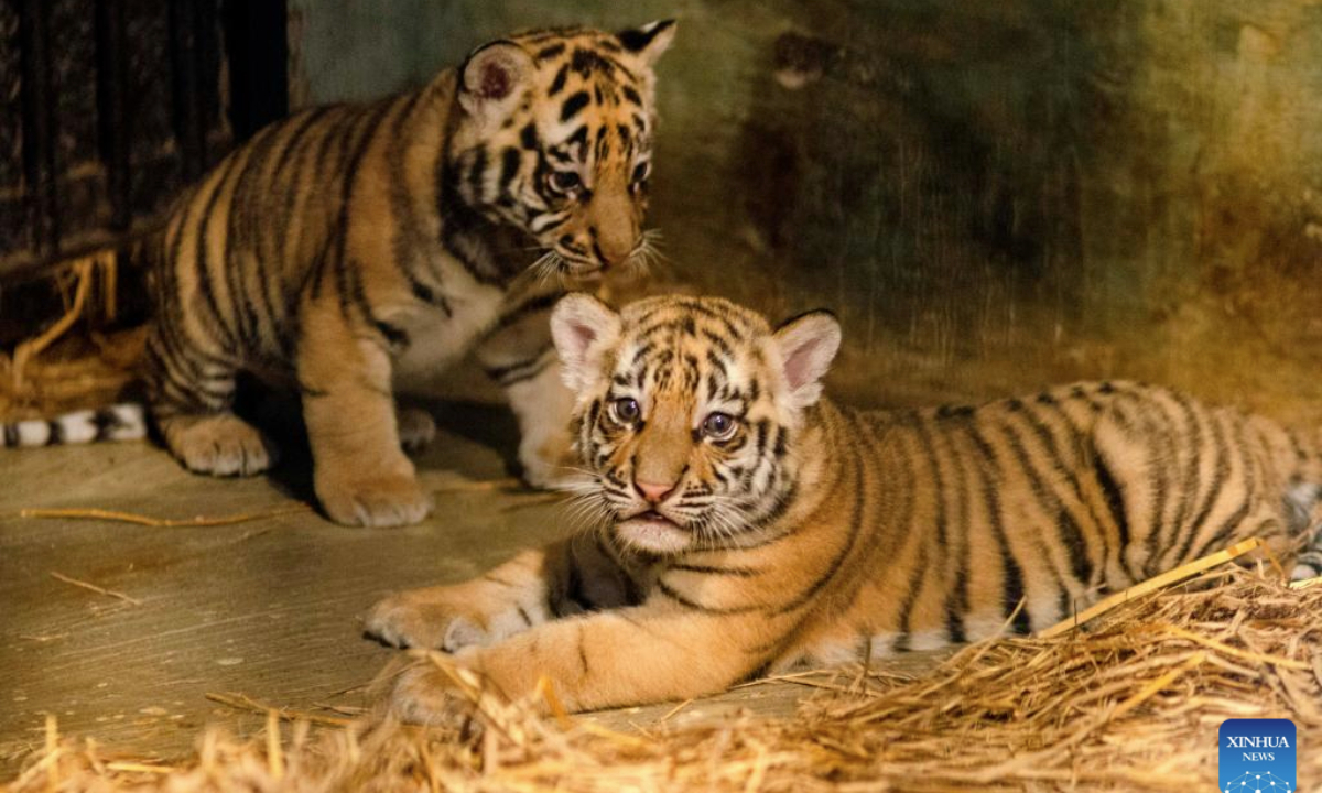Bengal tiger cubs are pictured at Bandung Zoo in West Java, Indonesia, on Aug. 18, 2025. Two male Bengal tiger cubs were born here on July 12. (Photo by Septianjar Muharam/Xinhua)