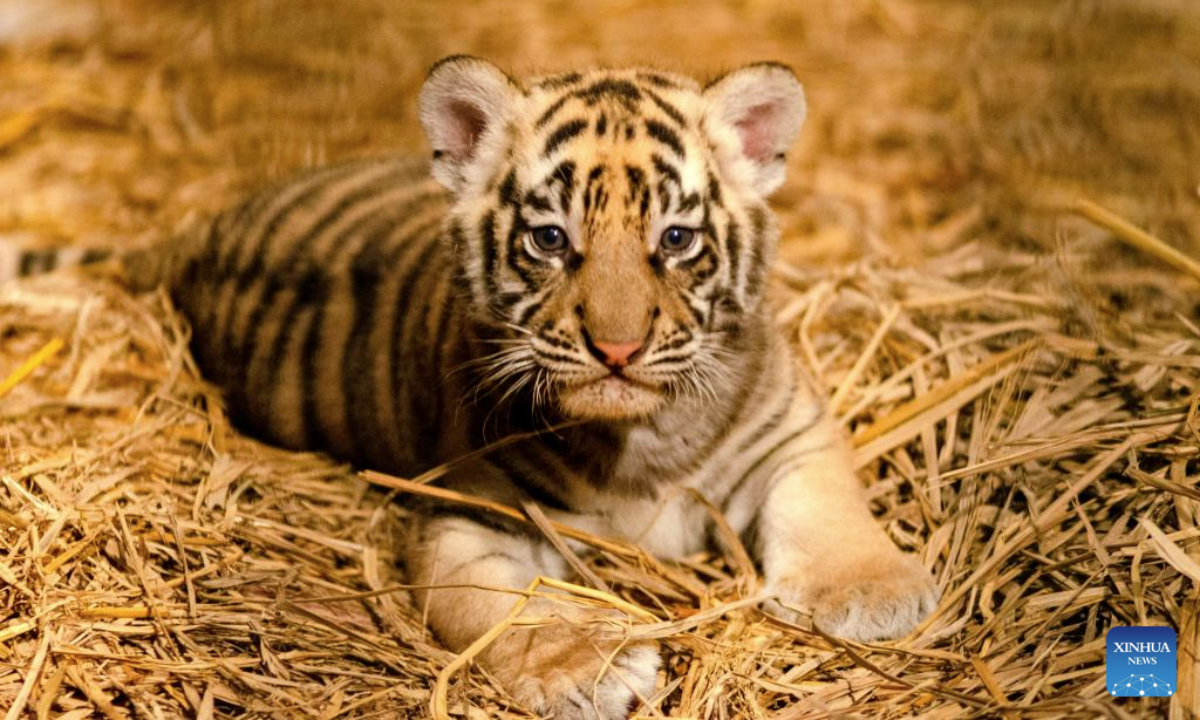 A Bengal tiger cub is pictured at Bandung Zoo in West Java, Indonesia, on Aug. 18, 2025. Two male Bengal tiger cubs were born here on July 12. (Photo by Septianjar Muharam/Xinhua)