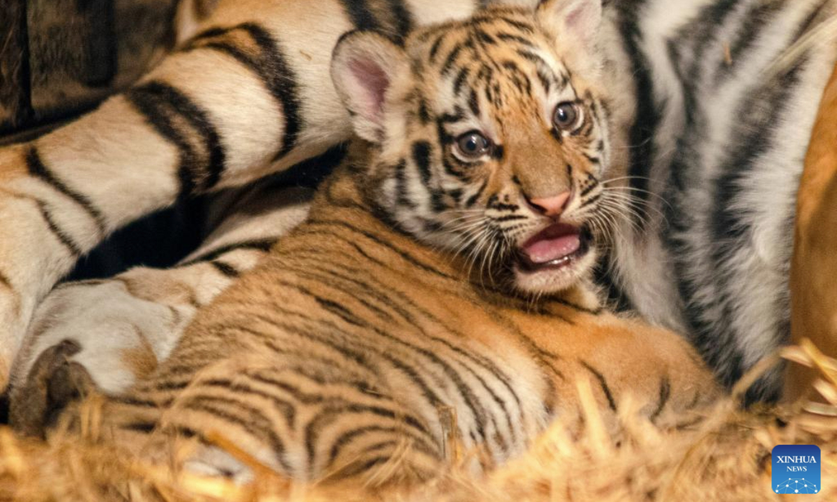 A Bengal tiger cub is pictured at Bandung Zoo in West Java, Indonesia, on Aug. 18, 2025. Two male Bengal tiger cubs were born here on July 12. (Photo by Septianjar Muharam/Xinhua)