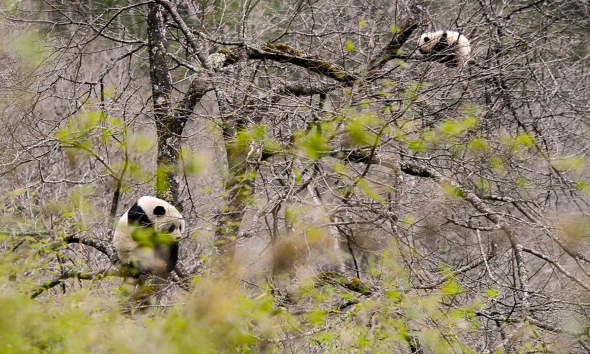 A wild giant panda and her cub are pictured in the Giant Panda National Park in southwest China's Sichuan Province, April 2024. (Xinhua)
