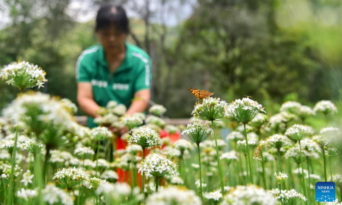 A villager picks chive flowers in the field in Qingzhou City, east China's Shandong Province, Aug. 23, 2025. Saturday marks the Chushu of the solar terms. Farmers across the country are busy working in the fields. (Photo by Wang Jilin/Xinhua)