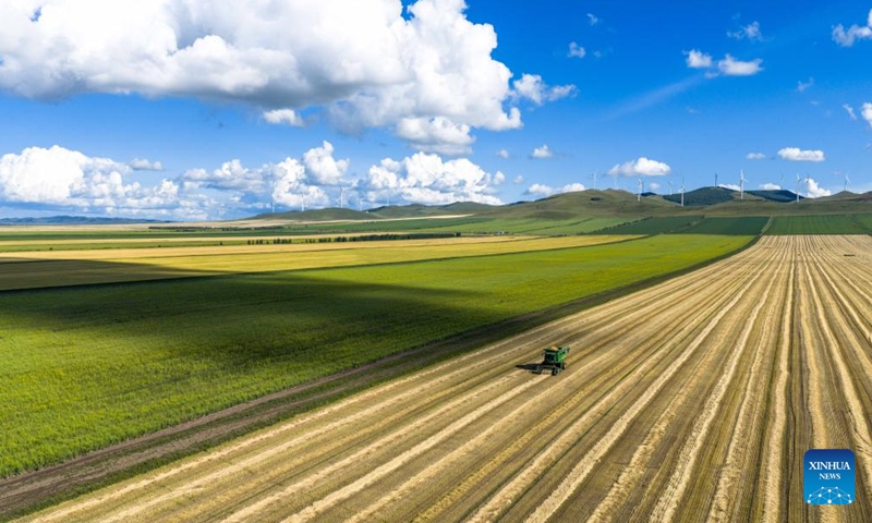 An aerial drone photo taken on Aug. 20 shows a harvester harvesting wheat at a farm in Ergun of Hulun Buir, north China's Inner Mongolia Autonomous Region. Wheat here has entered harvest season recently. (Xinhua/Ma Jinrui)



