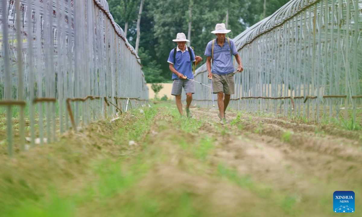 Farmers work in a field in Shijiazhuang City, north China's Hebei Province, Aug. 23, 2025. Saturday marks the Chushu of the solar terms. Farmers across the country are busy working in the fields. (Photo by Zhang Xiaofeng/Xinhua)