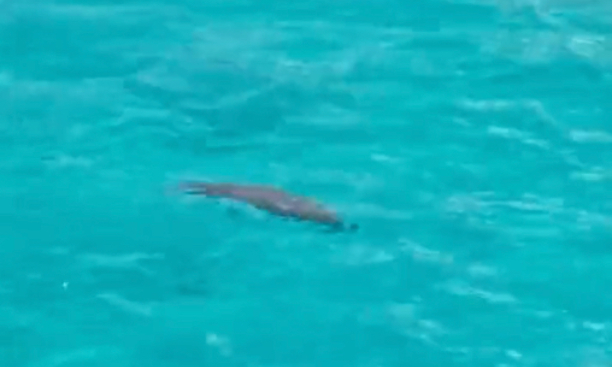 A dugong is spotted in waters off Yongshu Reef near China's Nansha Islands. Photo: Courtesy of the Chinese Academy of Sciences' South China Sea Institute of Oceanology