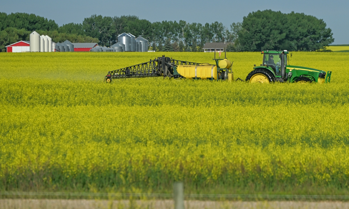 A view of a canola field in Alberta, Canada, on July 7, 2025 Photo: VCG