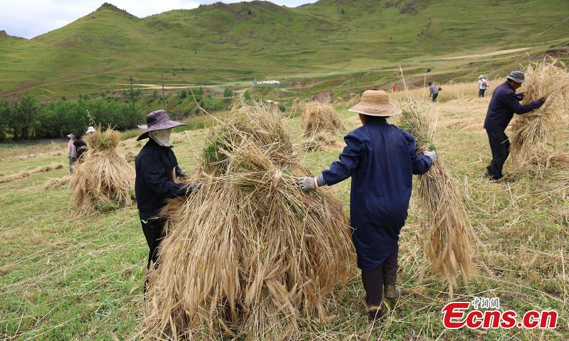 Farmers harvest highland barley in Nangqian County, Yushu Tibetan Autonomous Prefecture, Qinghai Province, Aug. 21, 2025. Situated in the heart of Sanjiangyuan at an average altitude of over 4,000 meters, Nangqian County is one of Yushu’s main agricultural production areas. Photo: China News Service