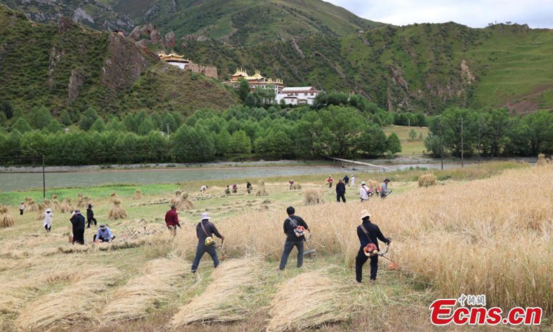 Farmers harvest highland barley in Nangqian County, Yushu Tibetan Autonomous Prefecture, Qinghai Province, Aug. 21, 2025. Situated in the heart of Sanjiangyuan at an average altitude of over 4,000 meters, Nangqian County is one of Yushu’s main agricultural production areas. Photo: China News Service