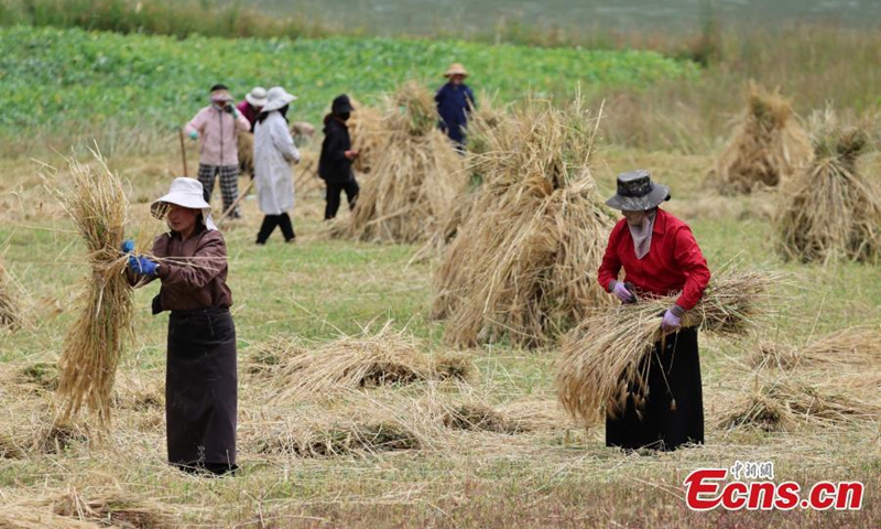 Farmers harvest highland barley in Nangqian County, Yushu Tibetan Autonomous Prefecture, Qinghai Province, Aug. 21, 2025. Situated in the heart of Sanjiangyuan at an average altitude of over 4,000 meters, Nangqian County is one of Yushu’s main agricultural production areas. Photo: China News Service
