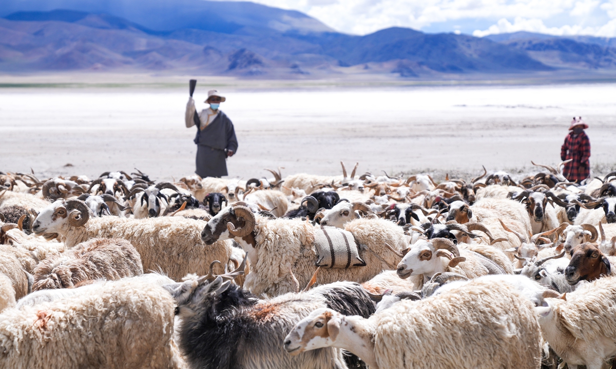 A sheep carrying a bag of salt on its back walks among a flock in Ge'gyai county, Southwest China's Xizang Autonomous Region on July 20, 2025. 