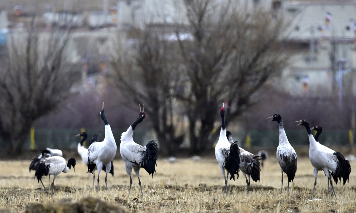 Black-necked cranes forage and frolic in the fields at a protection zone in Lhunzhub county, Lhasa, Southwest China's Xizang Autonomous Region on March 8, 2025.