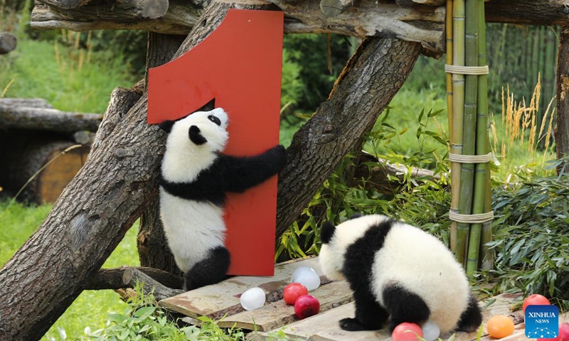 Giant pandas Leni (L) and Lotti, known in Chinese as Meng Hao and Meng Tian, are seen at Zoo Berlin in Berlin, Germany, on Aug. 22, 2025. A bright red wooden 1, colorful ice treats made from beetroot and carrot juice, and a bamboo stick for a birthday candle ... this was the scene in Zoo Berlin's panda enclosure on Friday as twins Leni and Lotti marked their very first birthday in true panda style. Born on Aug. 22, 2024, Leni and Lotti, known in Chinese as Meng Hao and Meng Tian, are the second pair of giant pandas ever born in Germany. Their parents, Meng Meng and Jiao Qing, arrived in Berlin from the Chengdu Research Base of Giant Panda Breeding in China in 2017. Photo: Xinhua