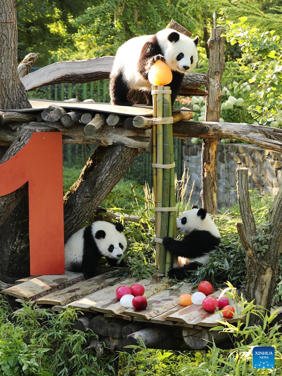 Giant pandas Leni (R, Bottom) and Lotti (L, Bottom), known in Chinese as Meng Hao and Meng Tian, and their mother Meng Meng are seen at Zoo Berlin in Berlin, Germany, on Aug. 22, 2025. A bright red wooden 1, colorful ice treats made from beetroot and carrot juice, and a bamboo stick for a birthday candle ... this was the scene in Zoo Berlin's panda enclosure on Friday as twins Leni and Lotti marked their very first birthday in true panda style. Born on Aug. 22, 2024, Leni and Lotti, known in Chinese as Meng Hao and Meng Tian, are the second pair of giant pandas ever born in Germany. Their parents, Meng Meng and Jiao Qing, arrived in Berlin from the Chengdu Research Base of Giant Panda Breeding in China in 2017. Photo: Xinhua