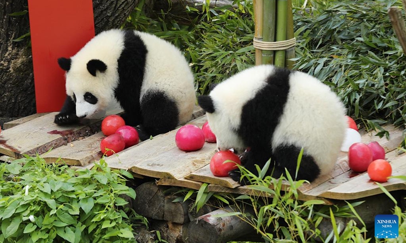 Giant pandas Leni (L) and Lotti, known in Chinese as Meng Hao and Meng Tian, are seen at Zoo Berlin in Berlin, Germany, on Aug. 22, 2025. A bright red wooden 1, colorful ice treats made from beetroot and carrot juice, and a bamboo stick for a birthday candle ... this was the scene in Zoo Berlin's panda enclosure on Friday as twins Leni and Lotti marked their very first birthday in true panda style. Born on Aug. 22, 2024, Leni and Lotti, known in Chinese as Meng Hao and Meng Tian, are the second pair of giant pandas ever born in Germany. Their parents, Meng Meng and Jiao Qing, arrived in Berlin from the Chengdu Research Base of Giant Panda Breeding in China in 2017. Photo: Xinhua
