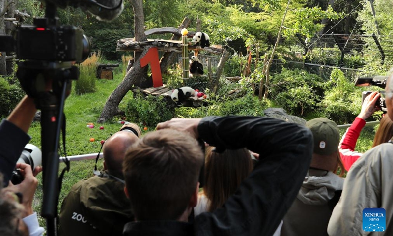 People take photos of giant pandas at Zoo Berlin in Berlin, Germany, on Aug. 22, 2025. A bright red wooden 1, colorful ice treats made from beetroot and carrot juice, and a bamboo stick for a birthday candle ... this was the scene in Zoo Berlin's panda enclosure on Friday as twins Leni and Lotti marked their very first birthday in true panda style. Born on Aug. 22, 2024, Leni and Lotti, known in Chinese as Meng Hao and Meng Tian, are the second pair of giant pandas ever born in Germany. Their parents, Meng Meng and Jiao Qing, arrived in Berlin from the Chengdu Research Base of Giant Panda Breeding in China in 2017. Photo: Xinhua
