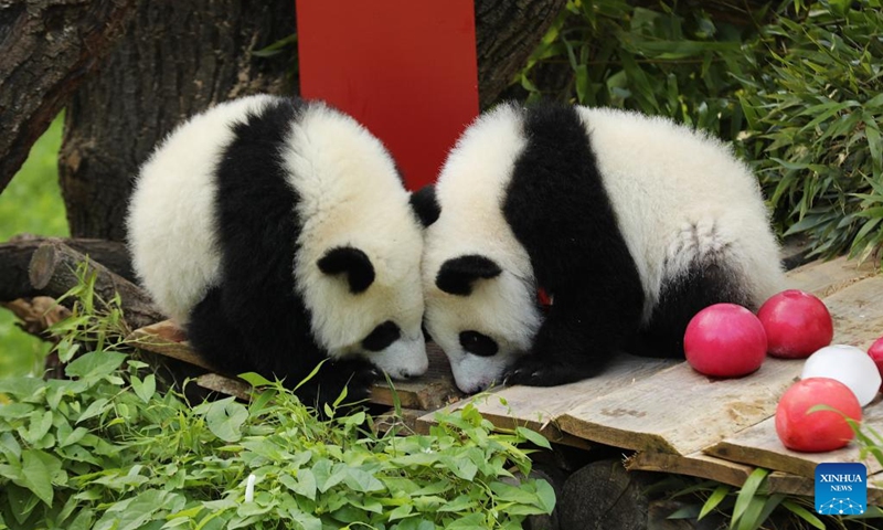 Giant pandas Leni (L) and Lotti, known in Chinese as Meng Hao and Meng Tian, are seen at Zoo Berlin in Berlin, Germany, on Aug. 22, 2025. A bright red wooden 1, colorful ice treats made from beetroot and carrot juice, and a bamboo stick for a birthday candle ... this was the scene in Zoo Berlin's panda enclosure on Friday as twins Leni and Lotti marked their very first birthday in true panda style. Born on Aug. 22, 2024, Leni and Lotti, known in Chinese as Meng Hao and Meng Tian, are the second pair of giant pandas ever born in Germany. Their parents, Meng Meng and Jiao Qing, arrived in Berlin from the Chengdu Research Base of Giant Panda Breeding in China in 2017. Photo: Xinhua