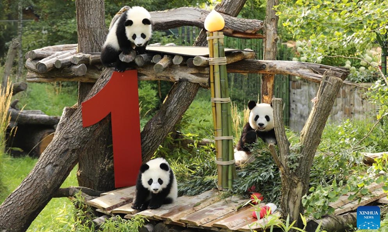 Giant pandas Leni (Top) and Lotti (L, Bottom), known in Chinese as Meng Hao and Meng Tian, and their mother Meng Meng are seen at Zoo Berlin in Berlin, Germany, on Aug. 22, 2025. A bright red wooden 1, colorful ice treats made from beetroot and carrot juice, and a bamboo stick for a birthday candle ... this was the scene in Zoo Berlin's panda enclosure on Friday as twins Leni and Lotti marked their very first birthday in true panda style. Born on Aug. 22, 2024, Leni and Lotti, known in Chinese as Meng Hao and Meng Tian, are the second pair of giant pandas ever born in Germany. Their parents, Meng Meng and Jiao Qing, arrived in Berlin from the Chengdu Research Base of Giant Panda Breeding in China in 2017. Photo: Xinhua