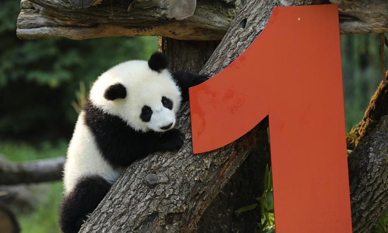 Giant panda Lotti, known in Chinese as Meng Tian, is seen at Zoo Berlin in Berlin, Germany, on Aug. 22, 2025. A bright red wooden 1, colorful ice treats made from beetroot and carrot juice, and a bamboo stick for a birthday candle ... this was the scene in Zoo Berlin's panda enclosure on Friday as twins Leni and Lotti marked their very first birthday in true panda style. Born on Aug. 22, 2024, Leni and Lotti, known in Chinese as Meng Hao and Meng Tian, are the second pair of giant pandas ever born in Germany. Their parents, Meng Meng and Jiao Qing, arrived in Berlin from the Chengdu Research Base of Giant Panda Breeding in China in 2017. Photo: Xinhua