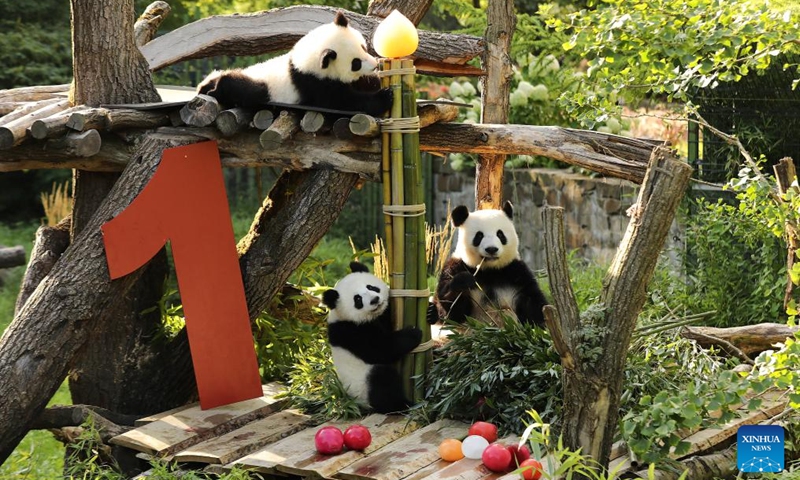 Giant pandas Leni (Top) and Lotti (L, Bottom), known in Chinese as Meng Hao and Meng Tian, and their mother Meng Meng are seen at Zoo Berlin in Berlin, Germany, on Aug. 22, 2025. A bright red wooden 1, colorful ice treats made from beetroot and carrot juice, and a bamboo stick for a birthday candle ... this was the scene in Zoo Berlin's panda enclosure on Friday as twins Leni and Lotti marked their very first birthday in true panda style. Born on Aug. 22, 2024, Leni and Lotti, known in Chinese as Meng Hao and Meng Tian, are the second pair of giant pandas ever born in Germany. Their parents, Meng Meng and Jiao Qing, arrived in Berlin from the Chengdu Research Base of Giant Panda Breeding in China in 2017.  Photo: Xinhua