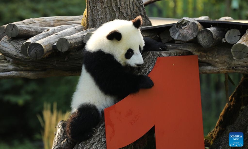 Giant panda Lotti, known in Chinese as Meng Tian, is seen at Zoo Berlin in Berlin, Germany, on Aug. 22, 2025. A bright red wooden 1, colorful ice treats made from beetroot and carrot juice, and a bamboo stick for a birthday candle ... this was the scene in Zoo Berlin's panda enclosure on Friday as twins Leni and Lotti marked their very first birthday in true panda style. Born on Aug. 22, 2024, Leni and Lotti, known in Chinese as Meng Hao and Meng Tian, are the second pair of giant pandas ever born in Germany. Their parents, Meng Meng and Jiao Qing, arrived in Berlin from the Chengdu Research Base of Giant Panda Breeding in China in 2017. Photo: Xinhua