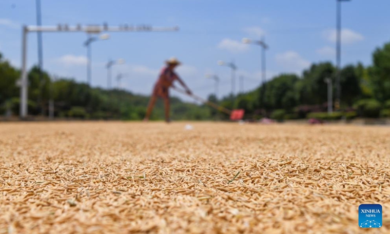 A farmer airs grain in Yongzhou City, central China's Hunan Province, Aug. 23, 2025. Saturday marks the Chushu of the solar terms. Farmers across the country are busy working in the fields. (Photo by Jiang Keqing/Xinhua)