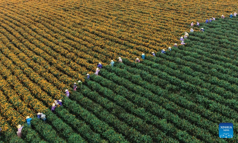An aerial drone photo taken on Aug. 23, 2025 shows farmers harvesting marigold flowers in Tengchong, southwest China's Yunnan Province. Saturday marks the Chushu of the solar terms. Farmers across the country are busy working in the fields. (Photo by Gong Zujin/Xinhua)