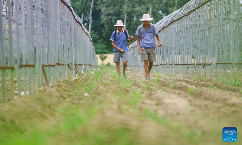 Farmers work in a field in Shijiazhuang City, north China's Hebei Province, Aug. 23, 2025. Saturday marks the Chushu of the solar terms. Farmers across the country are busy working in the fields. (Photo by Zhang Xiaofeng/Xinhua)