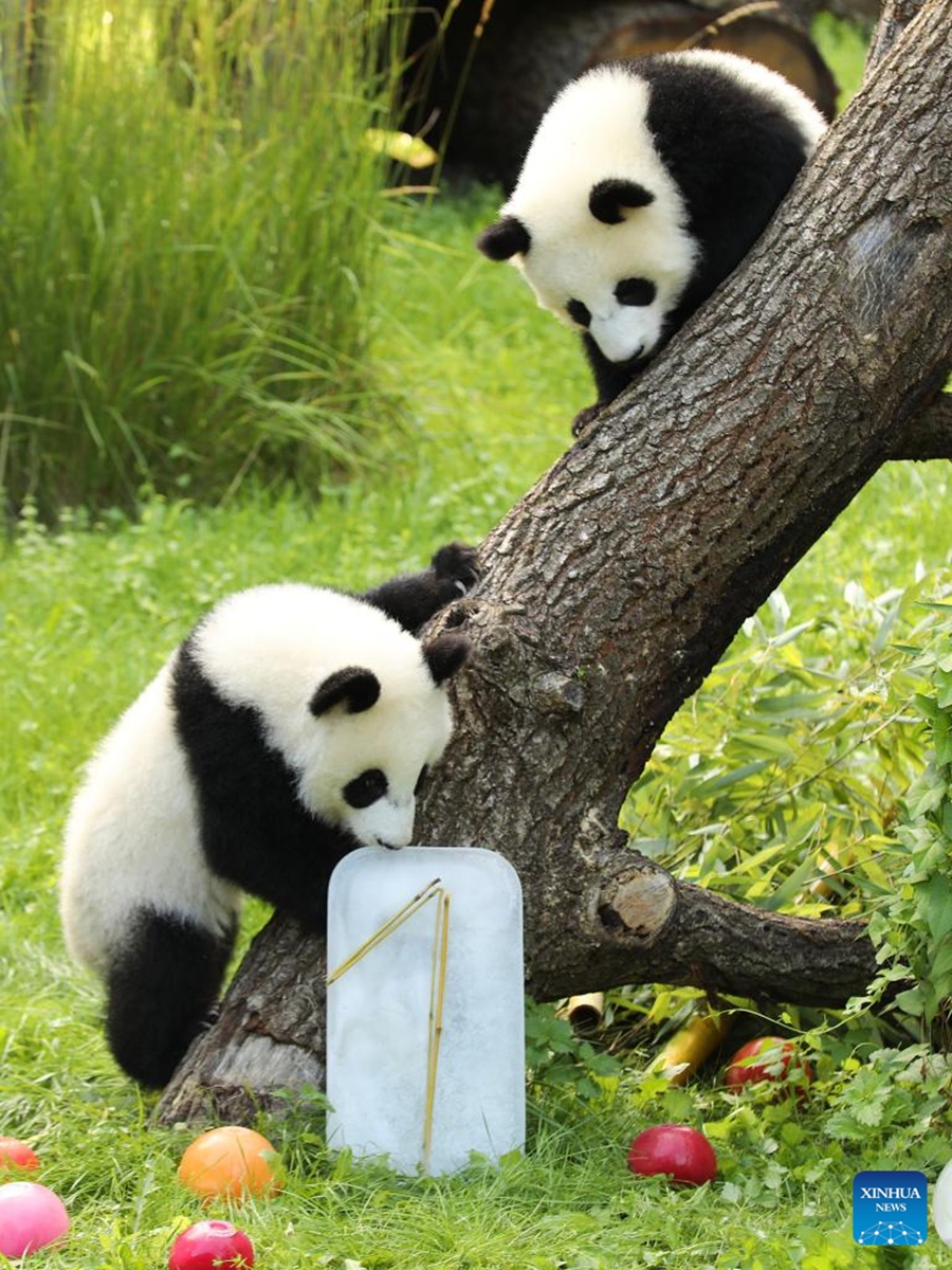 Giant pandas Leni (L) and Lotti, known in Chinese as Meng Hao and Meng Tian, are seen at Zoo Berlin in Berlin, Germany, on Aug. 22, 2025. A bright red wooden 1, colorful ice treats made from beetroot and carrot juice, and a bamboo stick for a birthday candle ... this was the scene in Zoo Berlin's panda enclosure on Friday as twins Leni and Lotti marked their very first birthday in true panda style. Born on Aug. 22, 2024, Leni and Lotti, known in Chinese as Meng Hao and Meng Tian, are the second pair of giant pandas ever born in Germany. Their parents, Meng Meng and Jiao Qing, arrived in Berlin from the Chengdu Research Base of Giant Panda Breeding in China in 2017. Photo: Xinhua