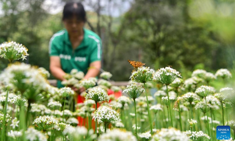 A villager picks chive flowers in the field in Qingzhou City, east China's Shandong Province, Aug. 23, 2025. Saturday marks the Chushu of the solar terms. Farmers across the country are busy working in the fields. (Photo by Wang Jilin/Xinhua)