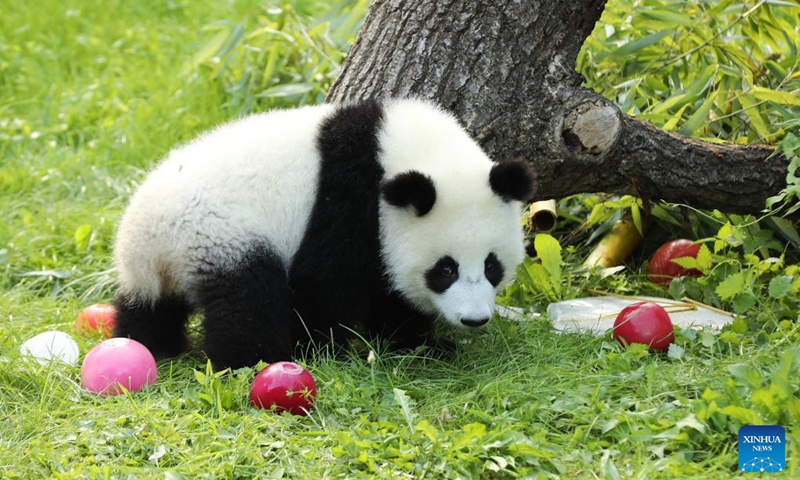 Giant panda Leni, known in Chinese as Meng Hao, is seen at Zoo Berlin in Berlin, Germany, on Aug. 22, 2025. A bright red wooden 1, colorful ice treats made from beetroot and carrot juice, and a bamboo stick for a birthday candle ... this was the scene in Zoo Berlin's panda enclosure on Friday as twins Leni and Lotti marked their very first birthday in true panda style. Born on Aug. 22, 2024, Leni and Lotti, known in Chinese as Meng Hao and Meng Tian, are the second pair of giant pandas ever born in Germany. Their parents, Meng Meng and Jiao Qing, arrived in Berlin from the Chengdu Research Base of Giant Panda Breeding in China in 2017. Photo: Xinhua