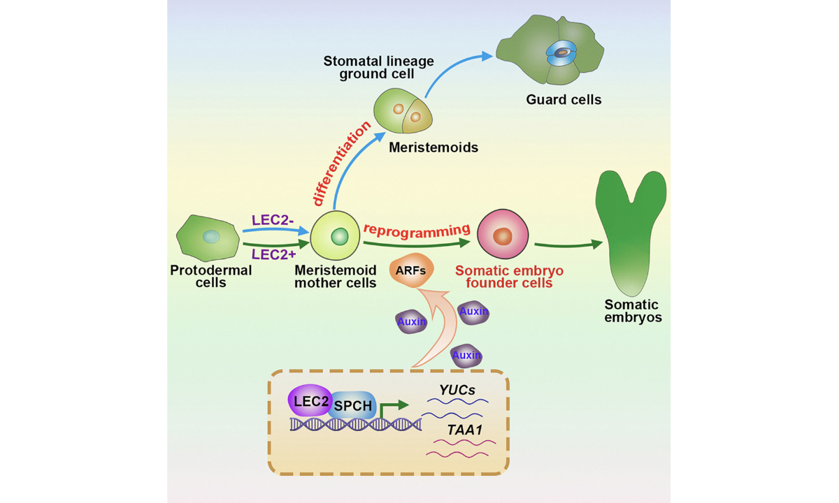 Graphical abstract of the thesis on the plant cell totipotency Photo: Screenshot from the website of cell.com