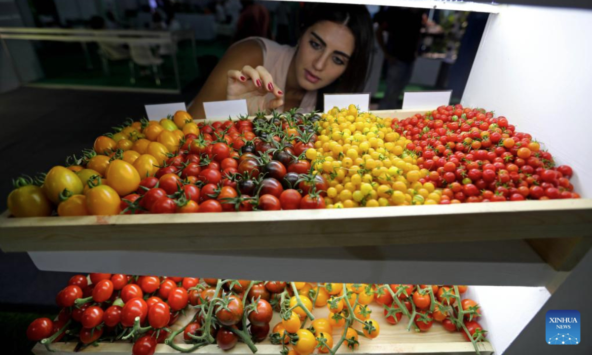 A woman views cherry tomatoes displayed at the Agri Lebanon Expo in Beirut, Lebanon, on Sept. 10, 2025. The event, held from Sept. 10 to 12, brings together farmers, agribusinesses, technology providers, and policymakers to showcase the latest innovations, foster sustainable practices, and drive economic growth across the agrifood sector. (Xinhua/Bilal Jawich)
