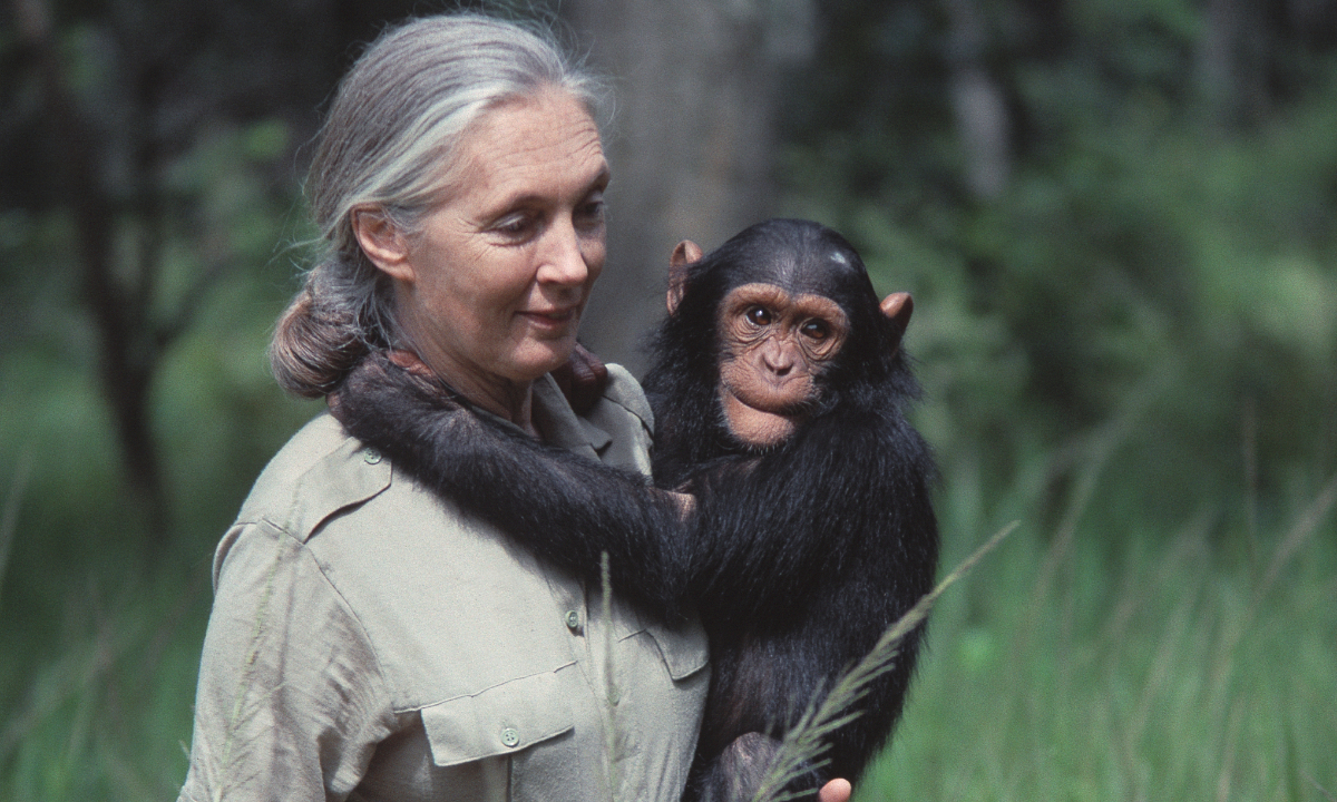 Jane Goodall File photo: IC photo